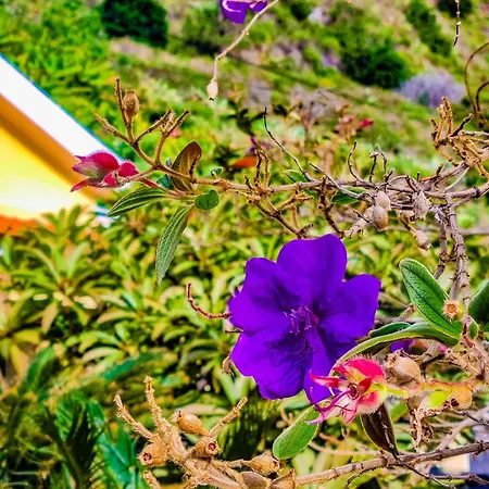 Atlantico, Your Family&friends Retreat Ponta do Sol (Madeira)